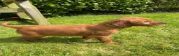 Irish Setter dogs for sale: Irish Setter Puppies - Advert 2