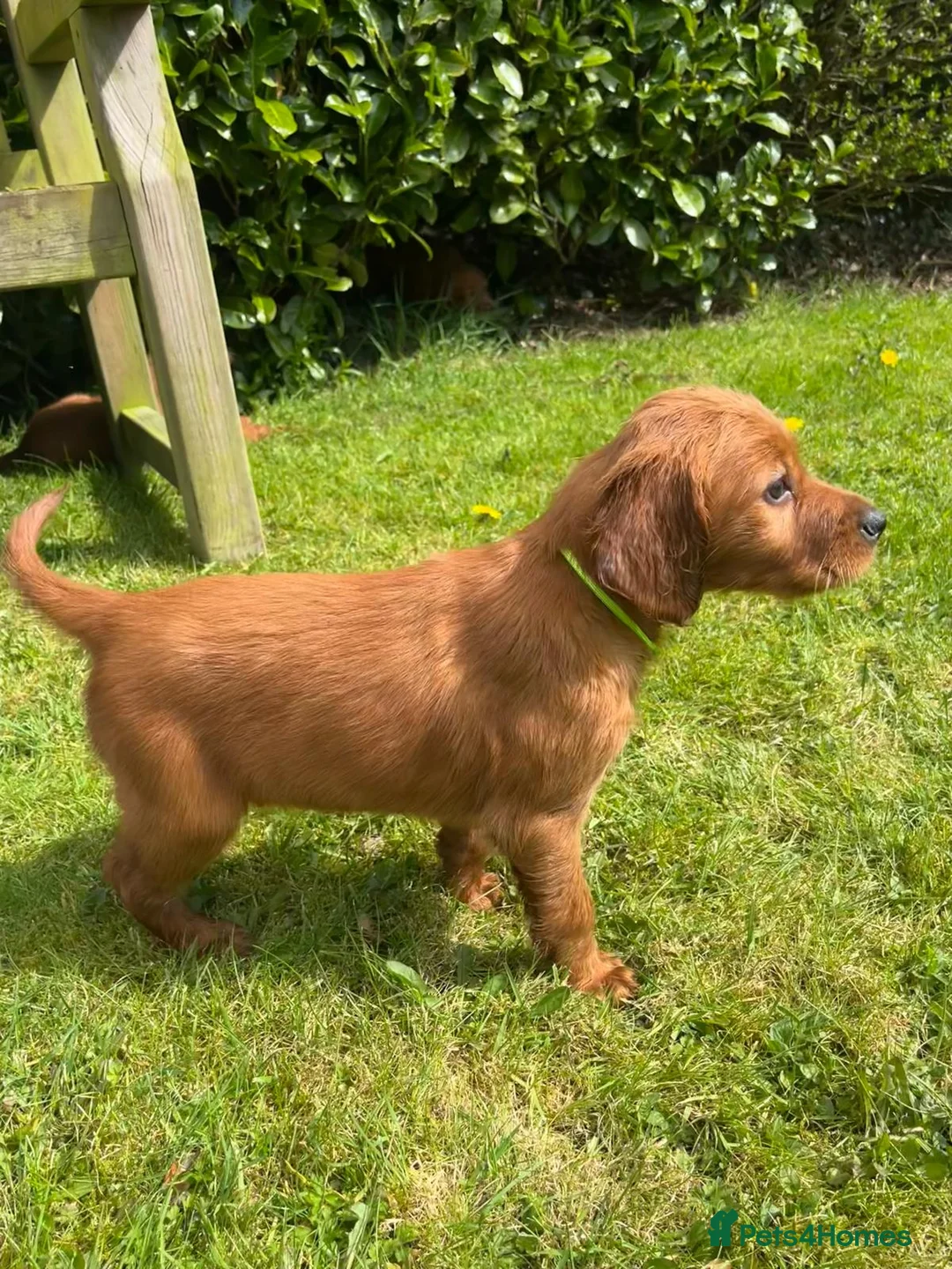 Irish Setter dogs for sale: Irish Setter Puppies - Advert 2