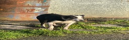 Border Collie dogs for sale: 3 Beautiful Sheepdog Puppies - Advert 5