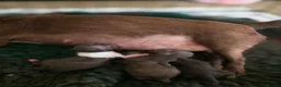 Chihuahua dogs for sale: Xx stunning Quality Kc chocolate litter Xx - Advert 23