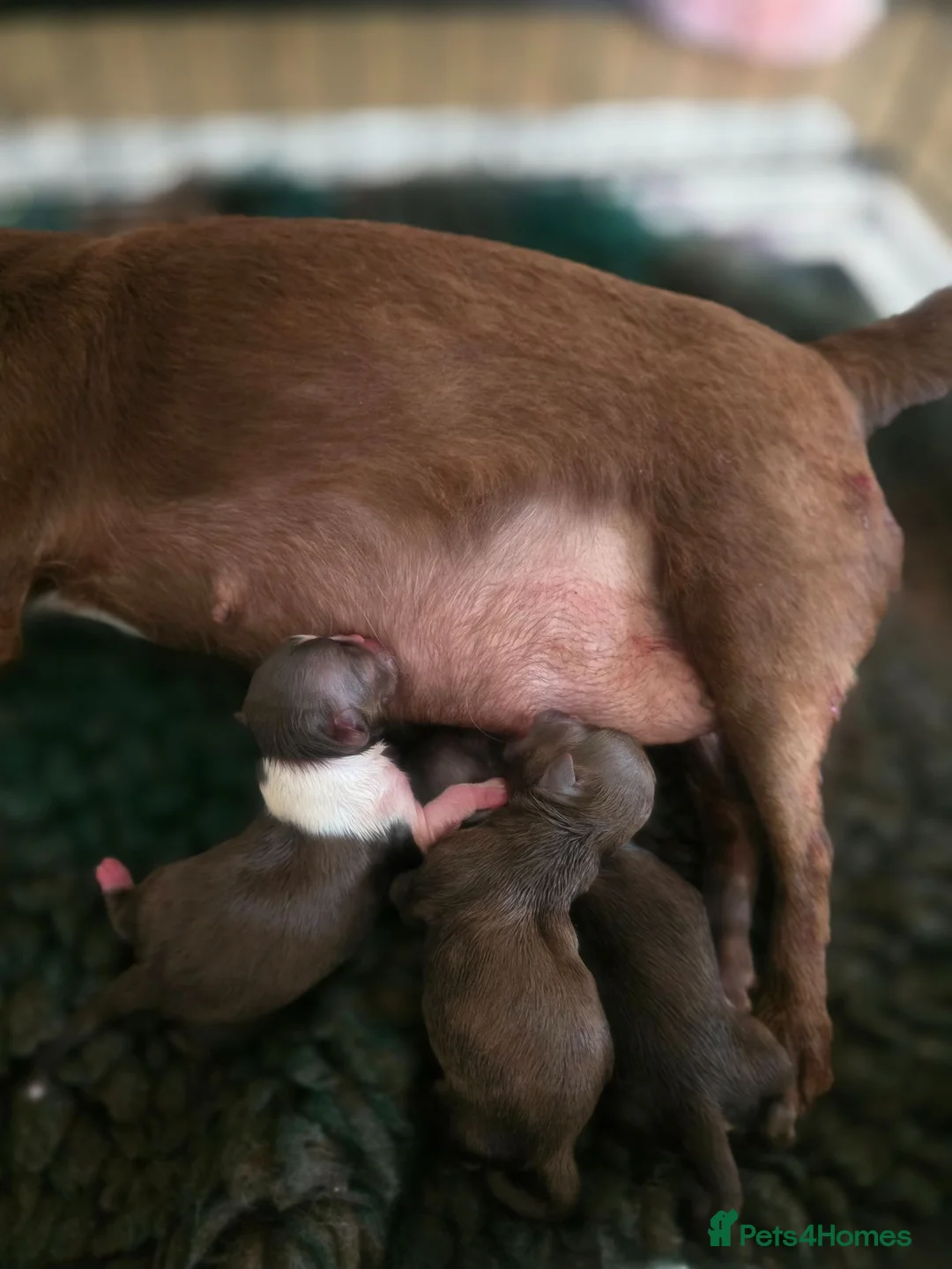 Chihuahua dogs for sale: Xx stunning Quality Kc chocolate litter Xx - Advert 23
