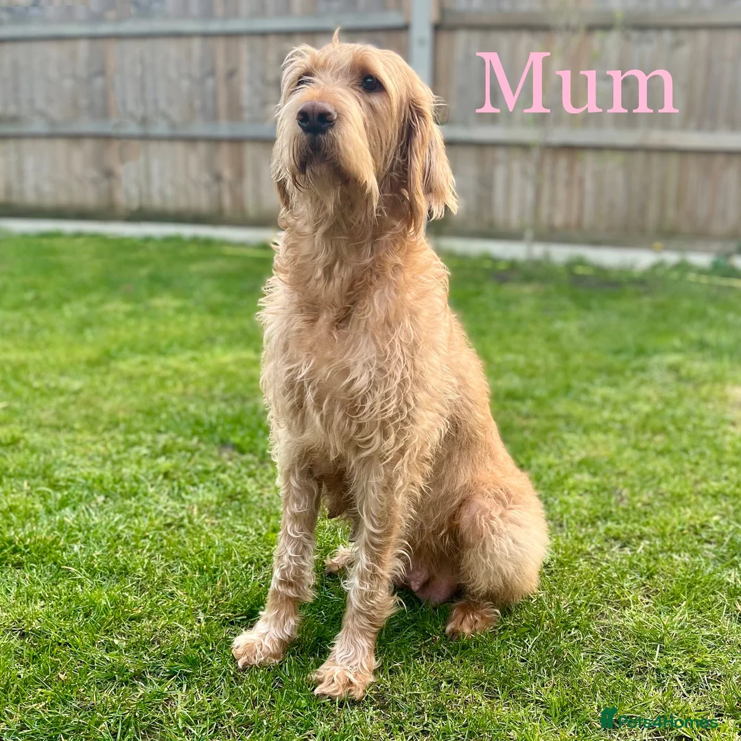 Hungarian Vizsla dogs for sale: Wirehaired Vizsla Puppies - Advert 2