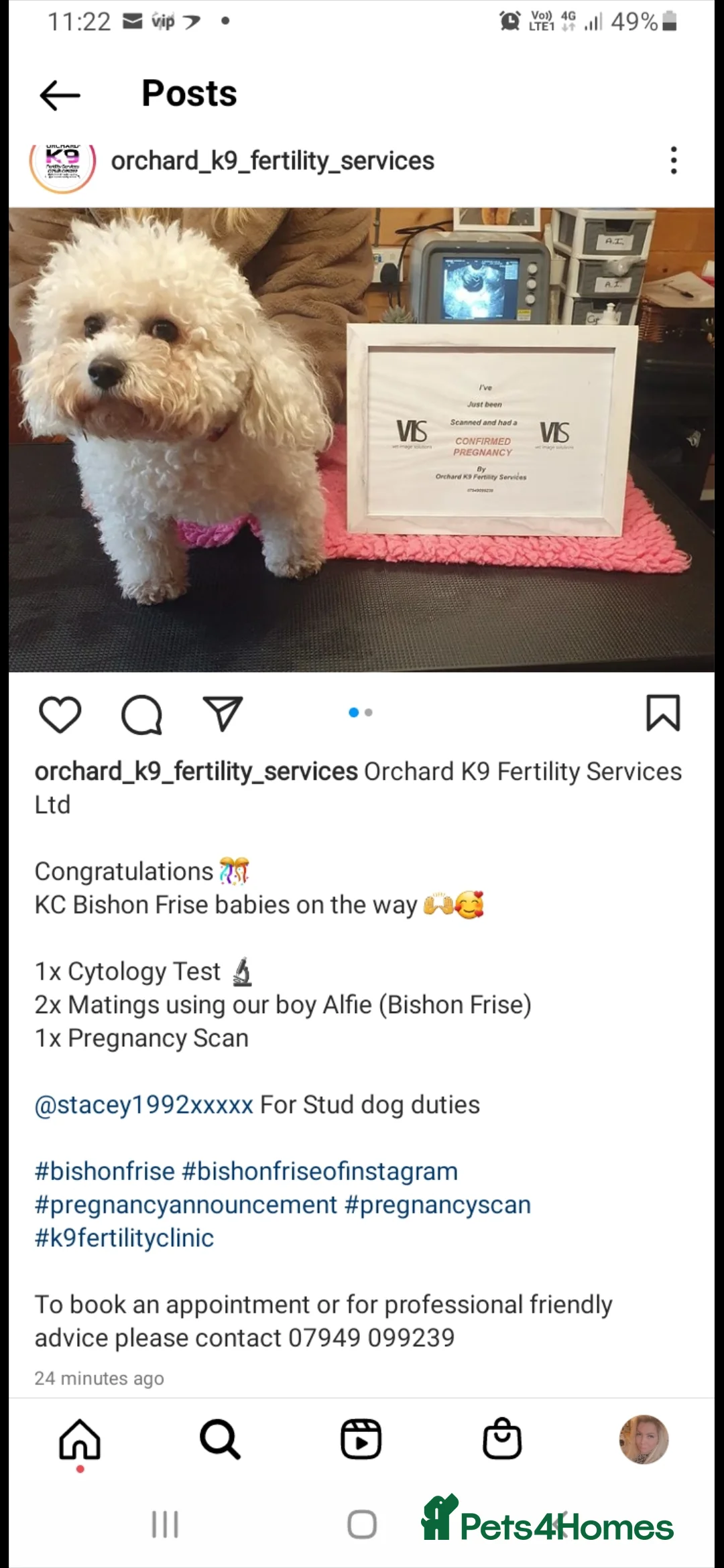 Bichon Frise dogs for stud: KC REGISTERED PROVEN STUD BEST BY FAR OVER 200 pu in Harlow - Advert 13