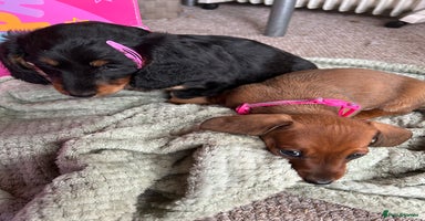 Dachshund dogs baby girls dachshunds  - Advert 12