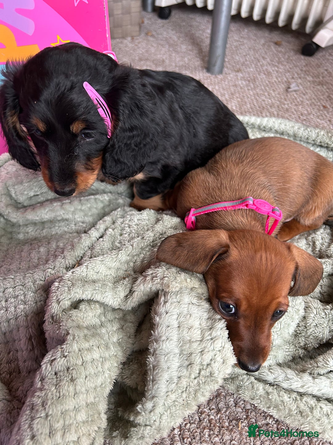 Dachshund dogs for sale: baby girls dachshunds  - Advert 3
