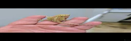Bearded Dragon reptiles for sale: Stunning baby bearded dragons ( read advert) - Advert 2