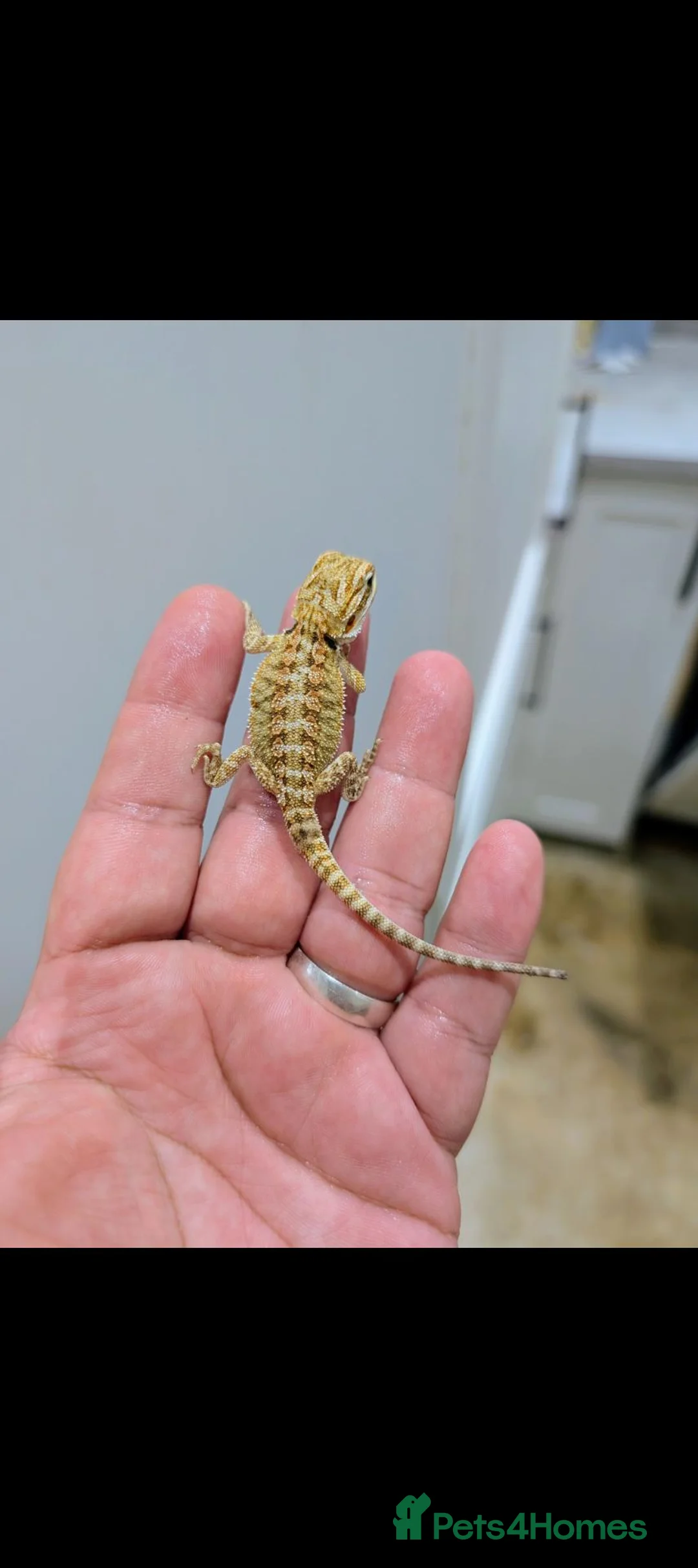 Bearded Dragon reptiles for sale: Stunning baby bearded dragons ( read advert) - Advert 2