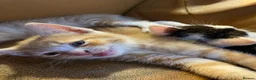 Mixed Breed cats for sale: Beautiful dog friendly kittens  - Advert 9