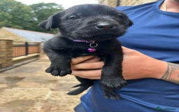 Mixed Breed dogs for sale: Mixed giant schnauzer x rottweiler puppies - Image 5