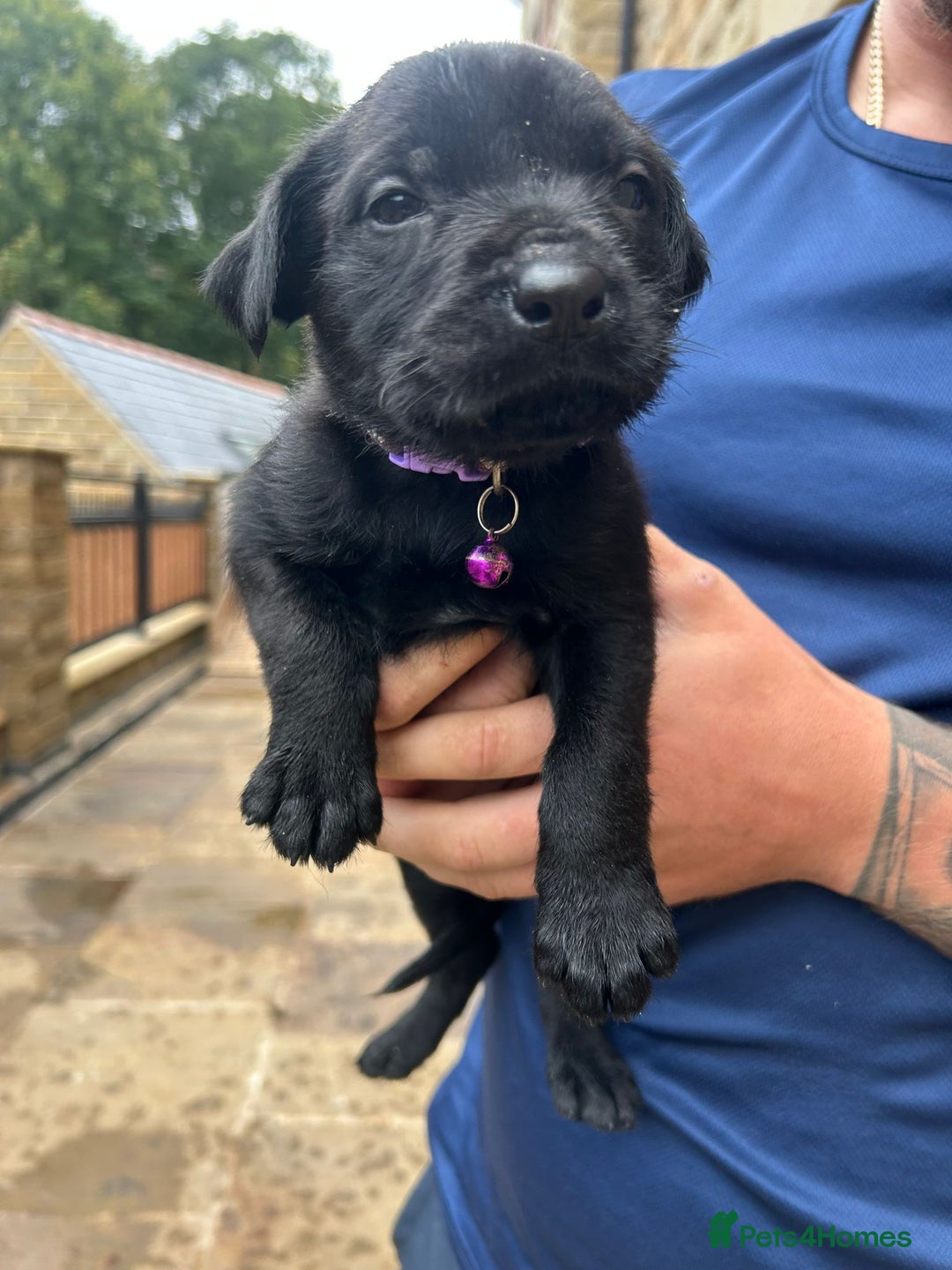 Mixed Breed dogs for sale: Mixed giant schnauzer x rottweiler puppies - Image 5