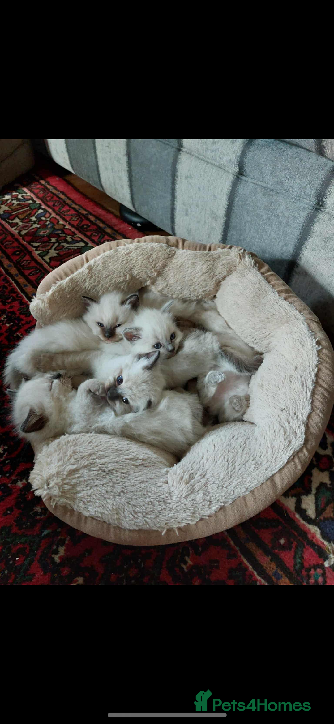 Ragdoll cats for sale: Lovely ragdoll kittens for sale  - Image 2
