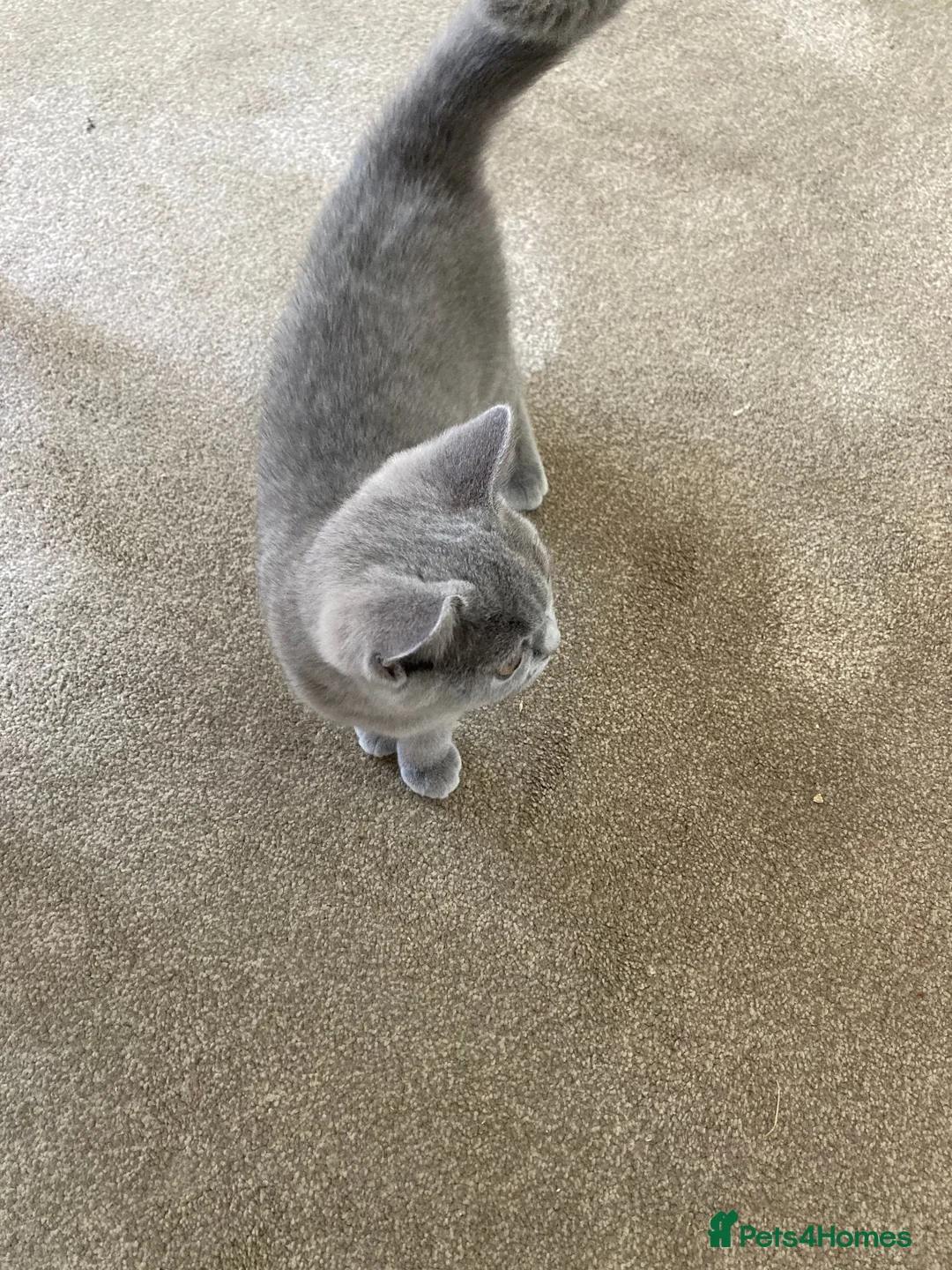 British Shorthair cats for sale: Beautiful Blue British Shorthair Female – £400 - Advert 2