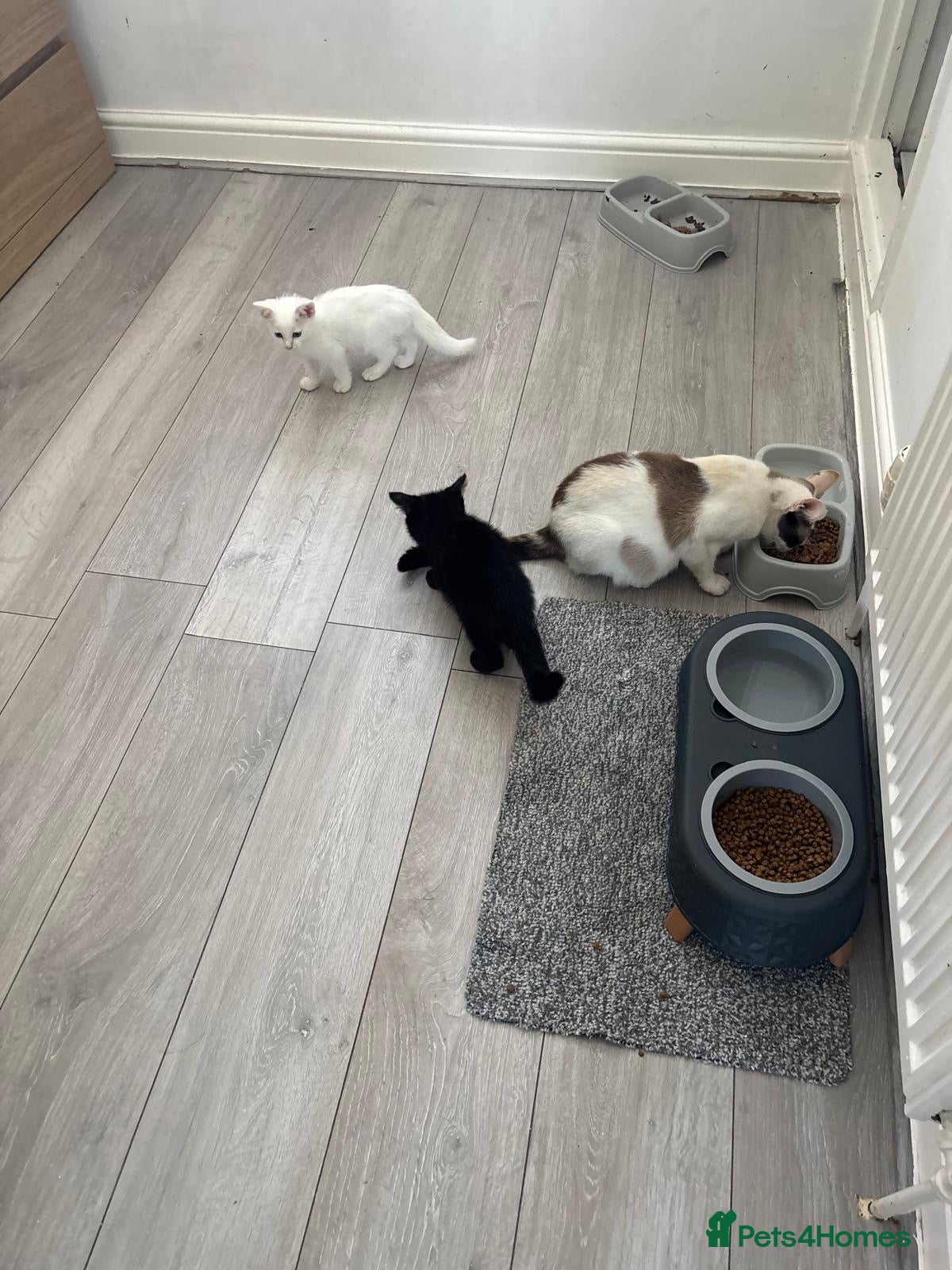 Mixed Breed cats Beautiful kittens - Advert 2