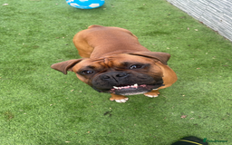 Boxer dogs for stud: 🐶Tony🐶 Boxer for stud  - Image 3