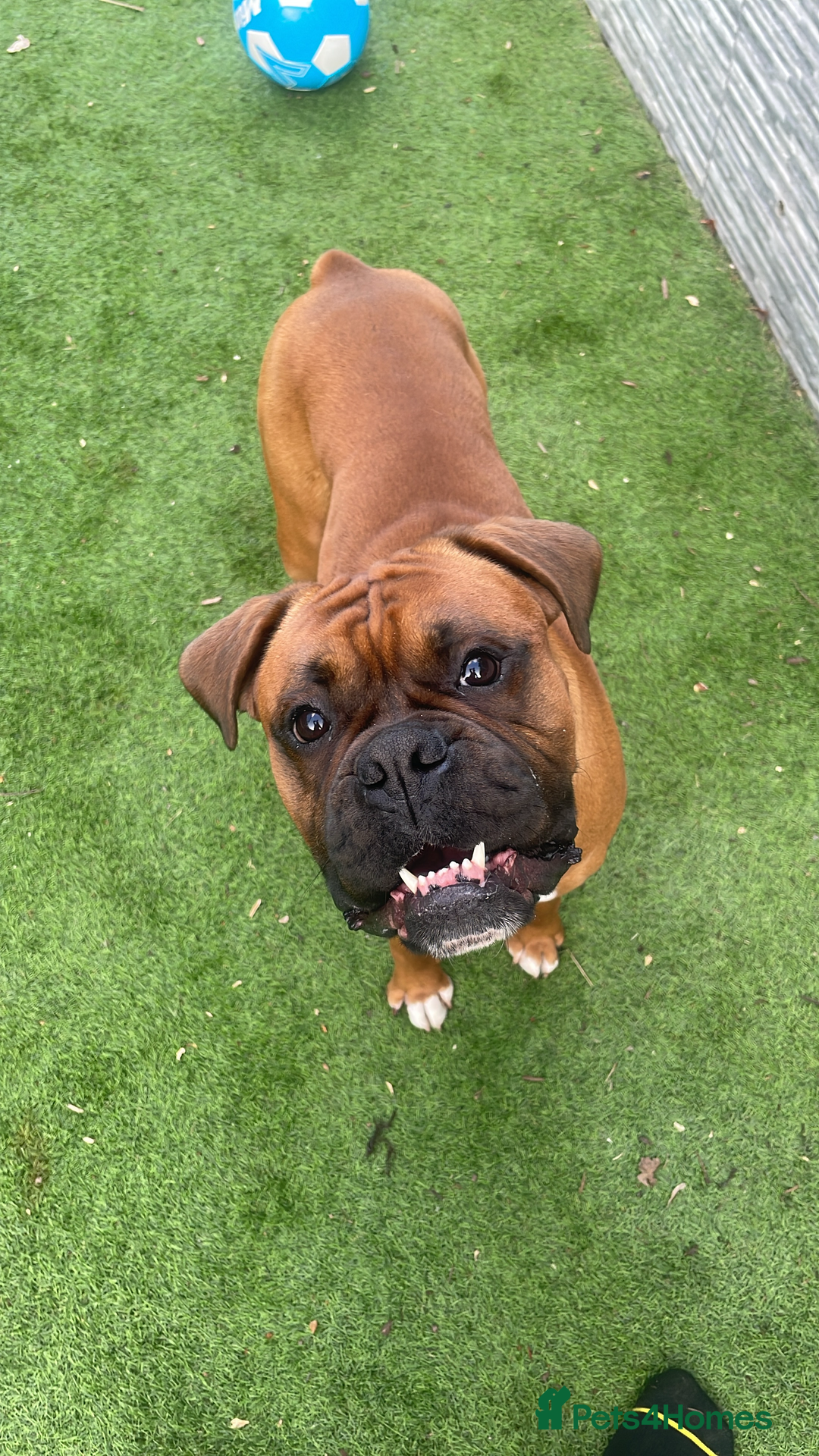 Boxer dogs for stud: 🐶Tony🐶 Boxer for stud  - Image 3