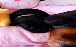 German Shepherd dogs for sale: Excellent Long-Haired German Shepherd Puppies-KC - Image 21