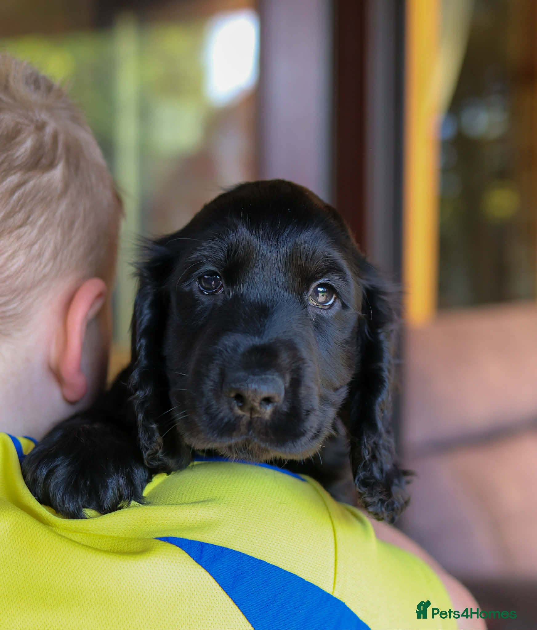Cocker Spaniel dogs Gorgeous show cocker spaniels ready to go  - Advert 10