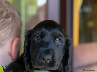 Cocker Spaniel dogs Gorgeous show cocker spaniels ready to go - Advert 10