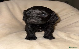 Cockapoo dogs for sale: F1 Cockapoo puppies  - Image 11