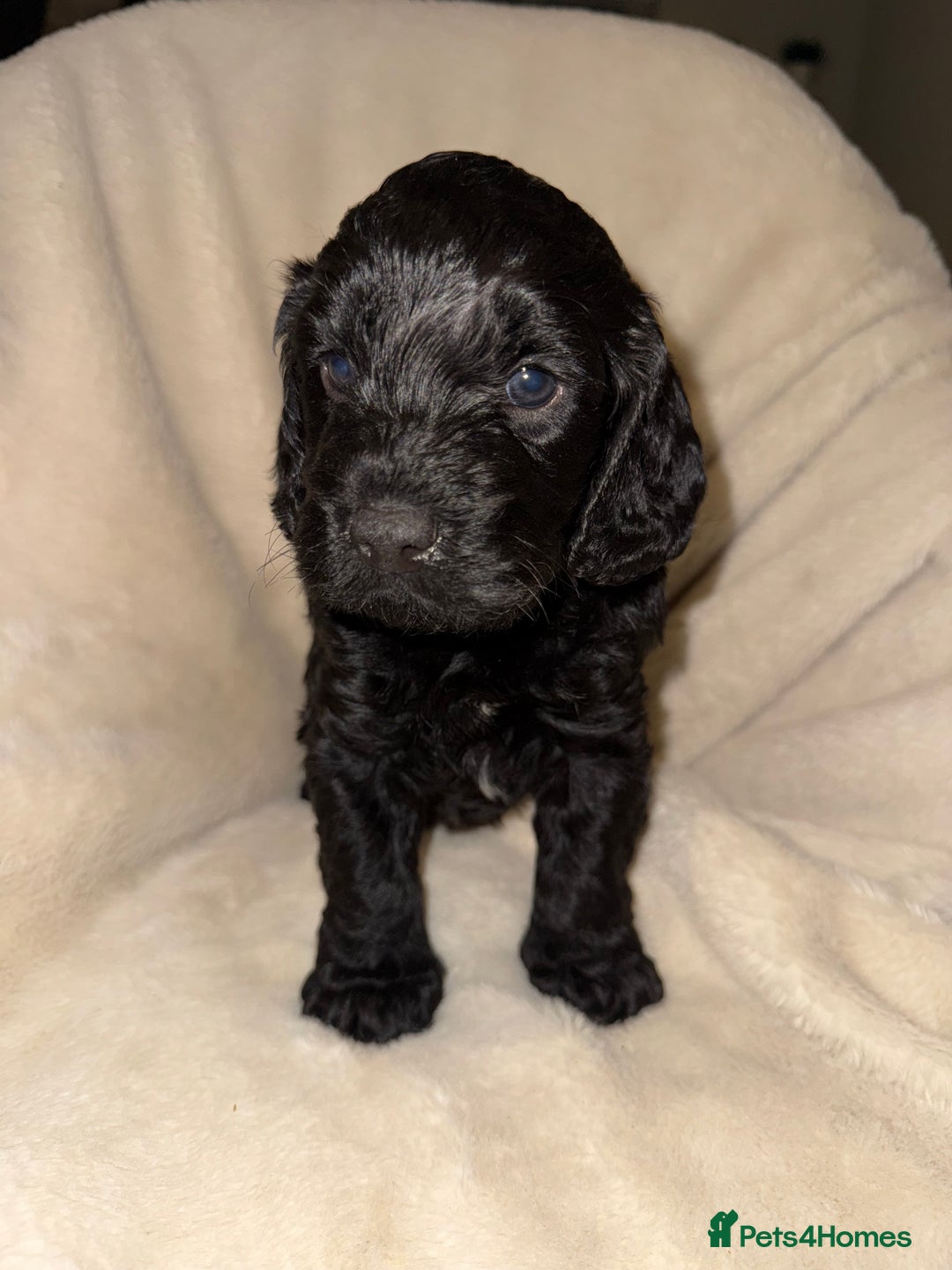 Cockapoo dogs for sale: F1 Cockapoo puppies  - Image 11