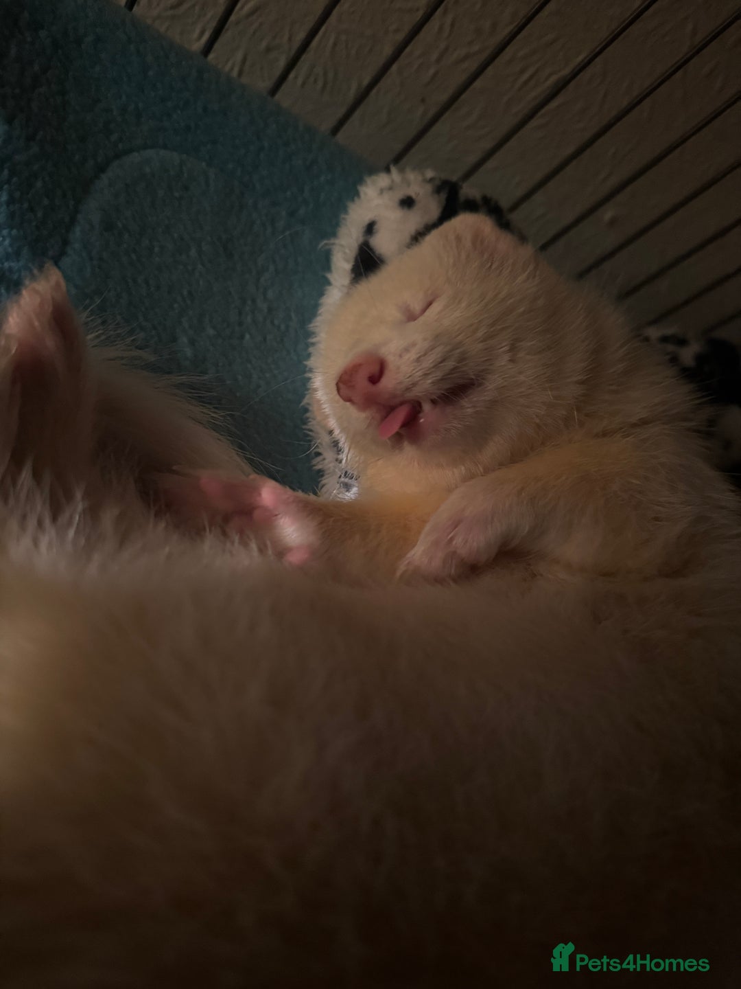 Ferret rodents for sale: 4 month old male hob - Image 2