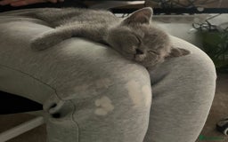 British Shorthair cats for sale: Britishshort hair kitten ready now - Image 7