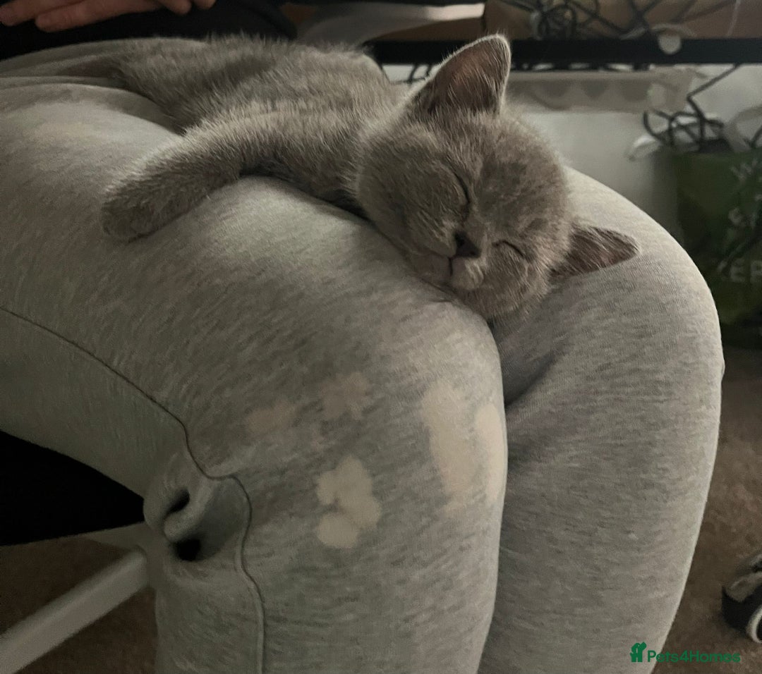 British Shorthair cats for sale: Britishshort hair kitten ready now - Image 7