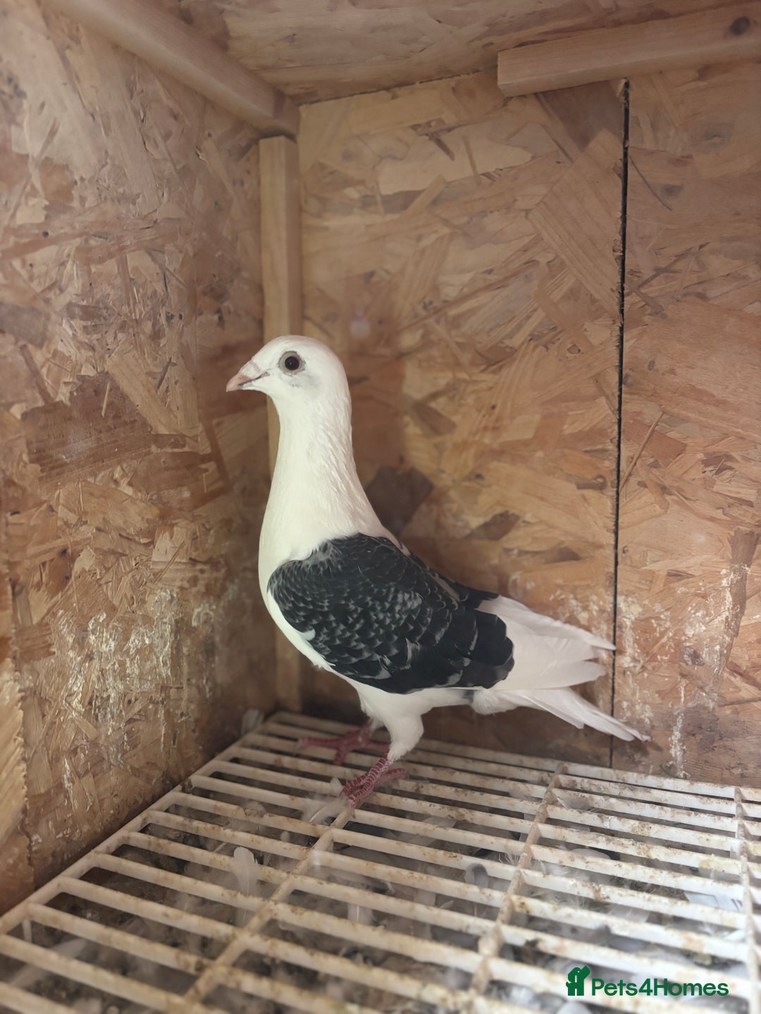 Pigeons birds for sale: Saddle pigeon  - Image 3