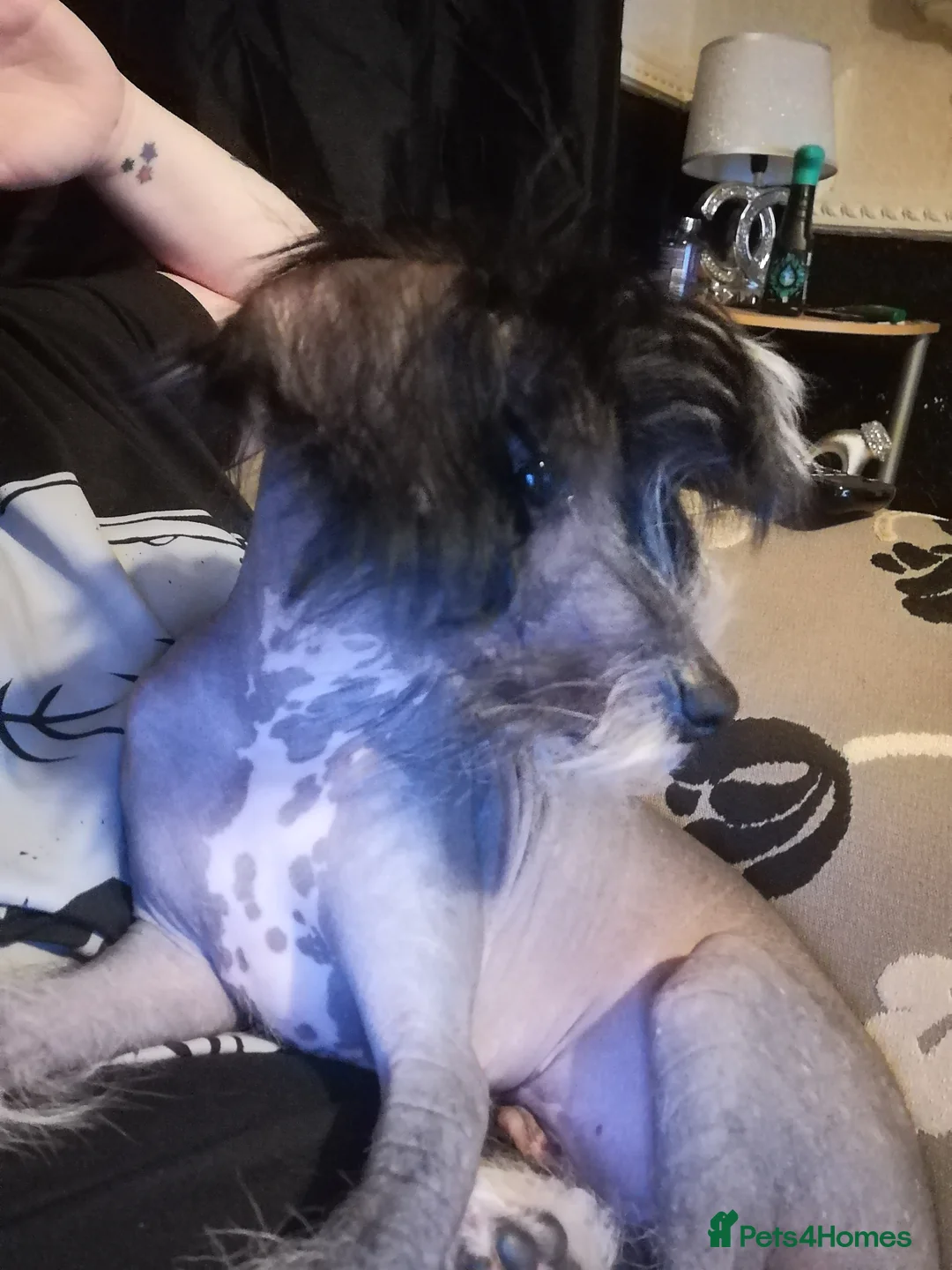 Chinese Crested dogs for stud: True hairless boy ready for stud in Sheffield - Advert 3