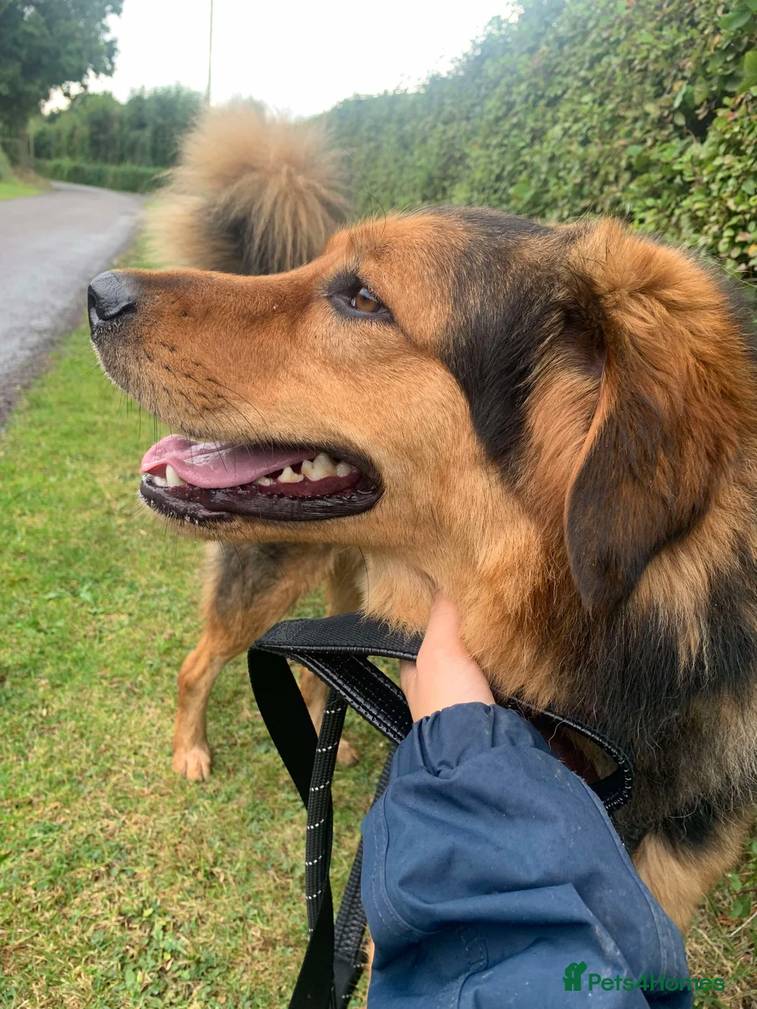Mixed Breed dogs for adoption: Meet Derry, currently residing in Cheshire  in Nantwich - Advert 13