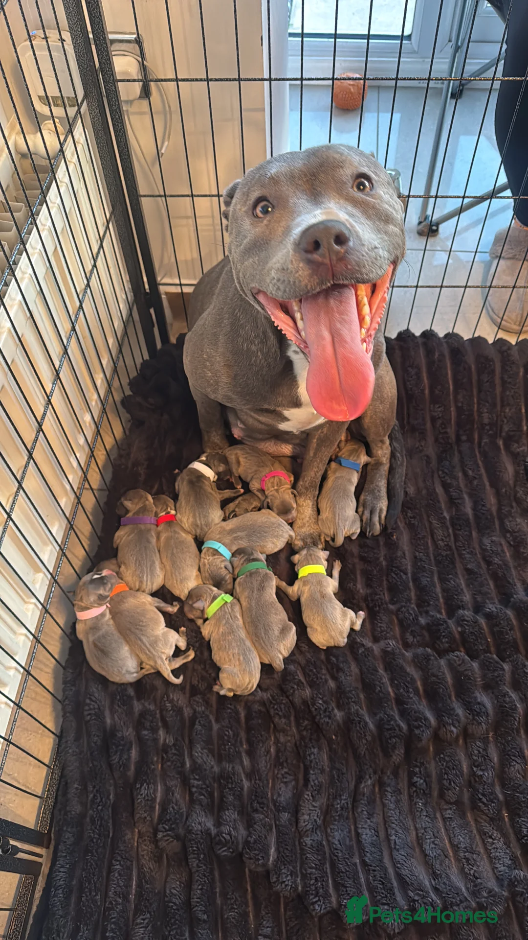 Staffordshire Bull Terrier dogs for sale: Blue Staffordshire bull terrier puppies in Hull - Advert 1