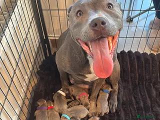 Staffordshire Bull Terrier dogs Blue Staffordshire bull terrier puppies in Hull - Advert 2