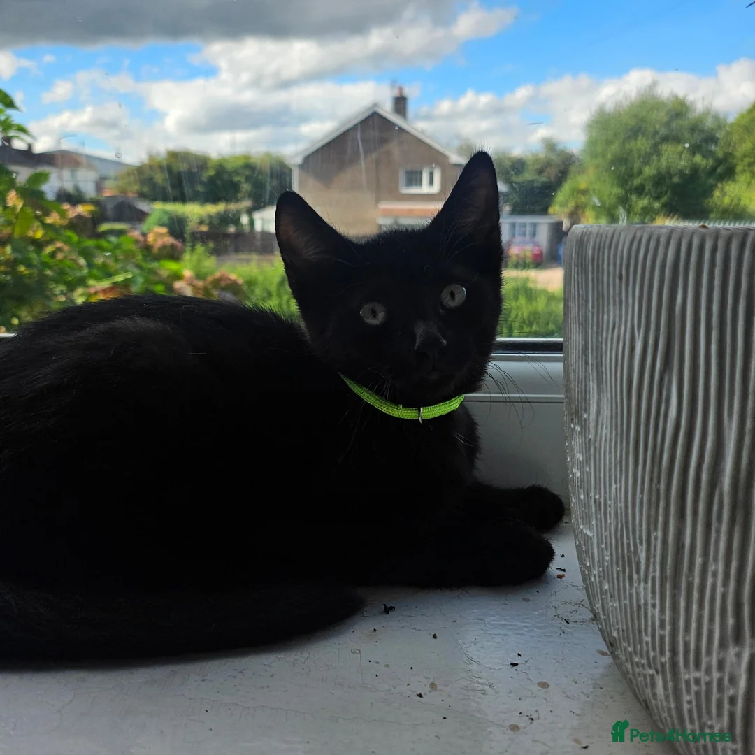 Sphynx cats for sale: Sphynx cross - Advert 1