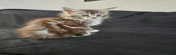 Maine Coon cats for sale: Beautiful TICA Purebred Maine Coon Kittens - Advert 15