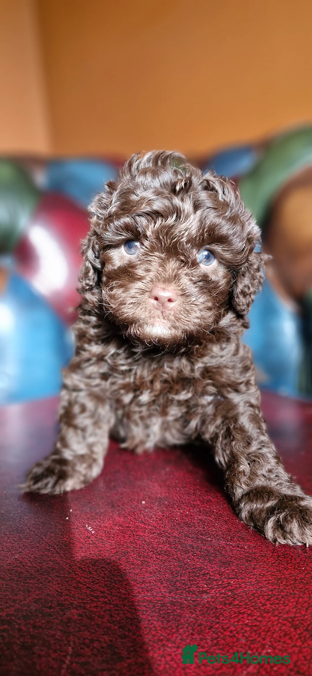 Cavapoo dogs for sale: Gorgeous f1bb Cavapoo pups. Health tested parents  - Advert 8
