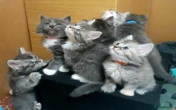 Maine Coon cats for sale: Beautifall Maine coon kittens - Advert 6