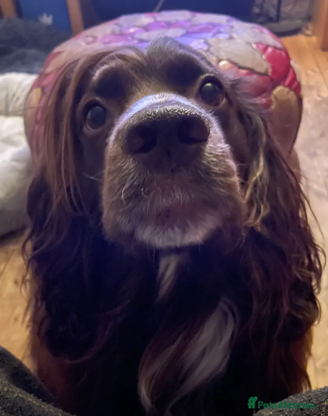 Sprocker dogs for stud: Dexter looking to stud - Advert 2