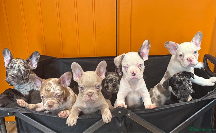 French Bulldog dogs - Advert 3