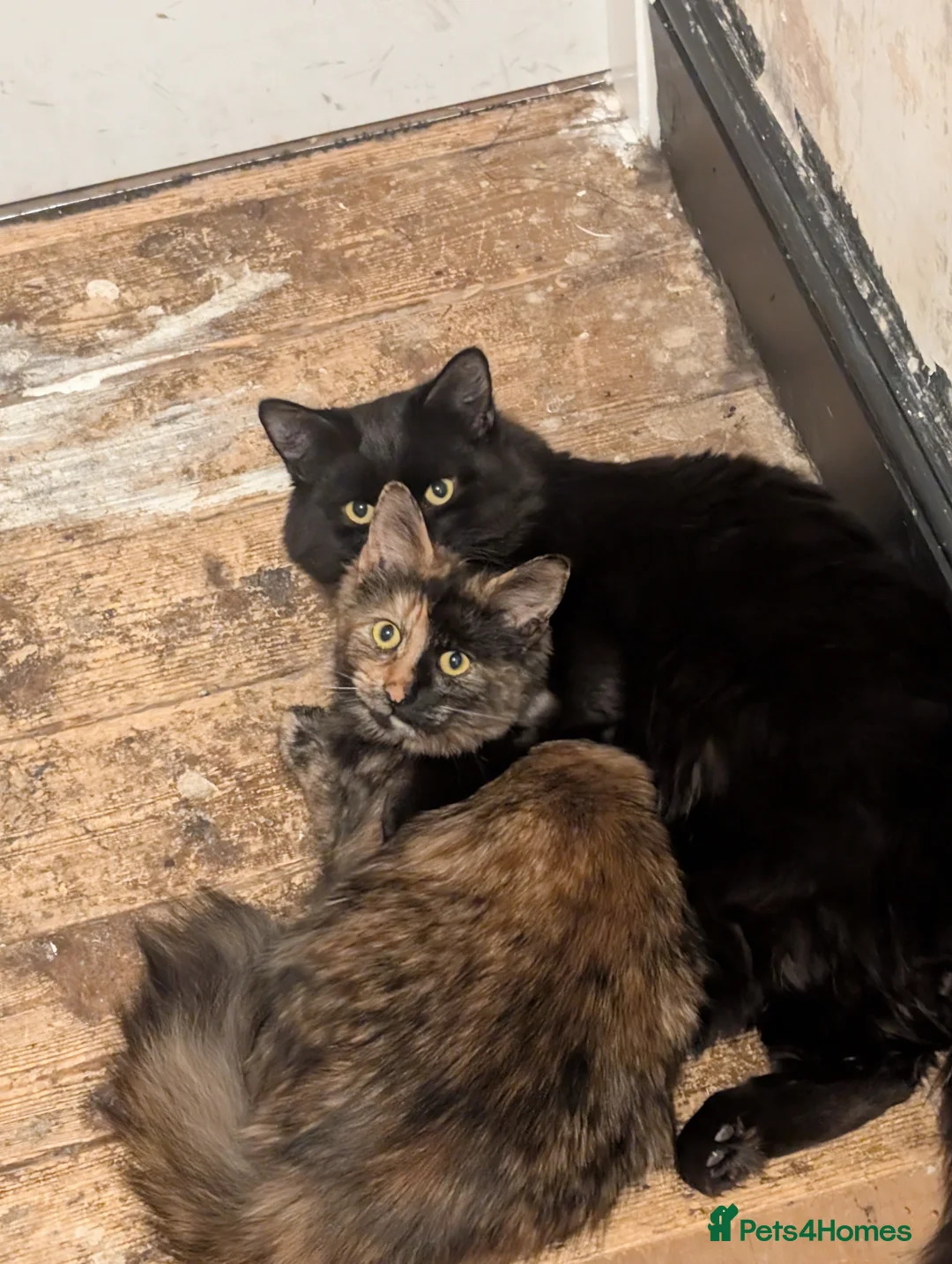Maine Coon cats for sale: Brother and sister - Maine Coon X Bengle  - Advert 1