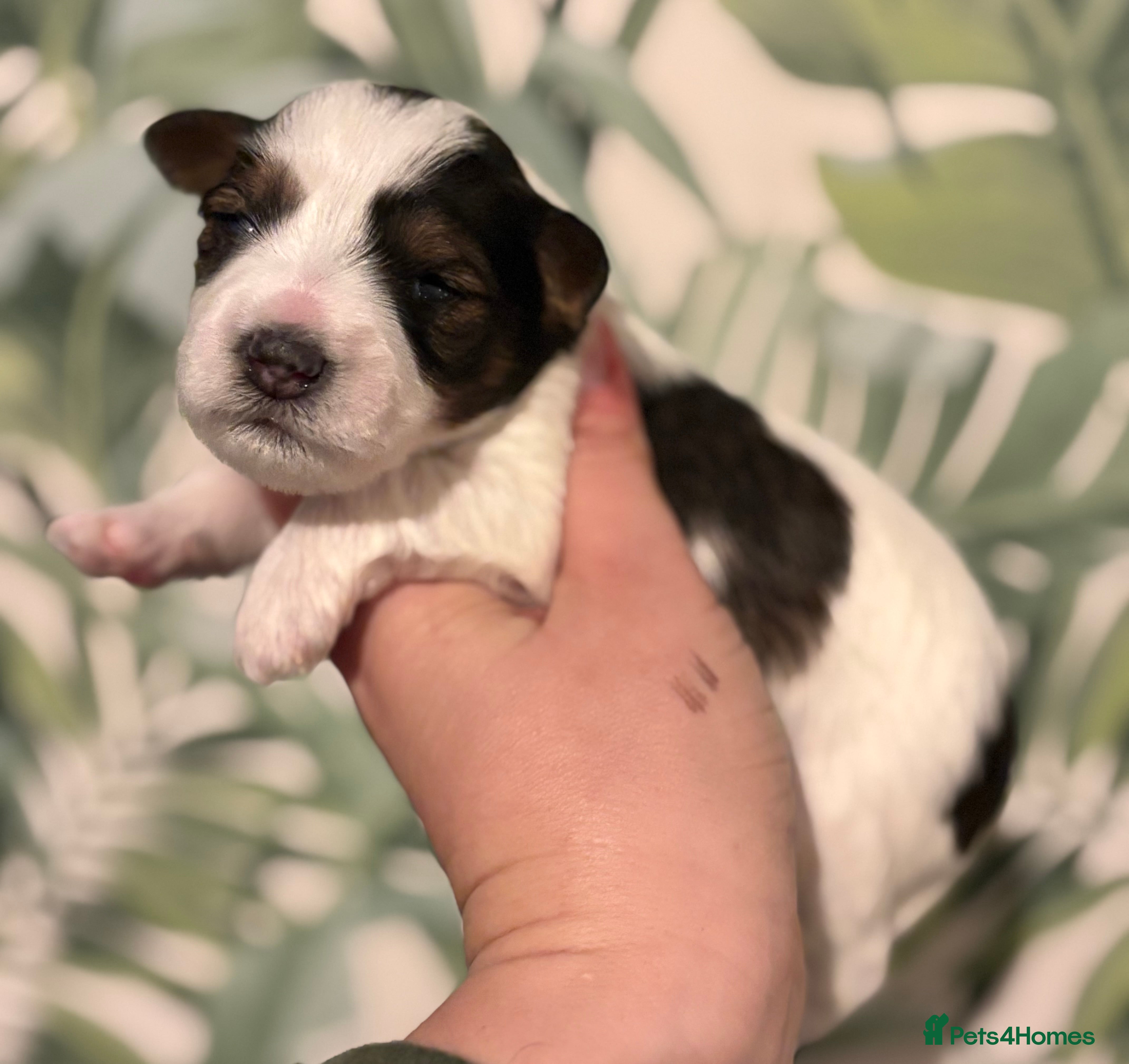 Miniature Schnauzer dogs 🌟Parti Chocolate & Black & White Mini Schnauzers - Advert 2