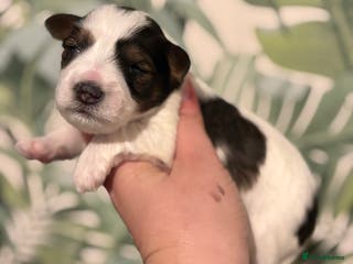 Miniature Schnauzer dogs 🌟Parti Chocolate & Black & White Mini Schnauzers - Advert 2