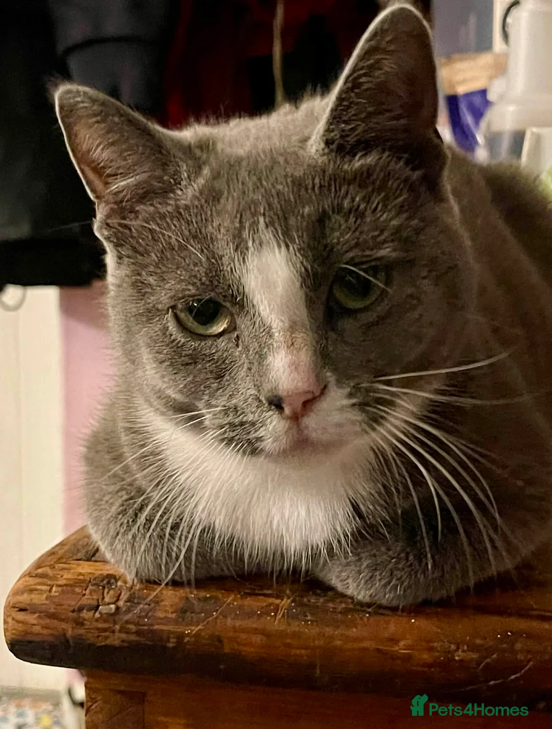 Munchkin cats for sale: Munchkin x Scottish Fold - Advert 13