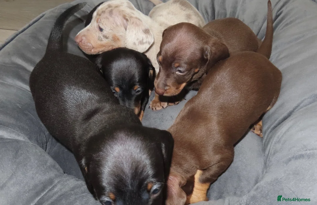 Miniature Dachshund dogs for sale: 5 Miniature Dachshund Puppies - Advert 1