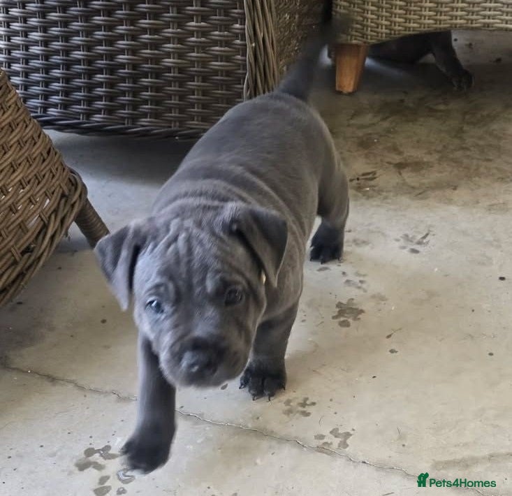 Staffordshire Bull Terrier dogs Handled and raised at home staffys - Advert 2