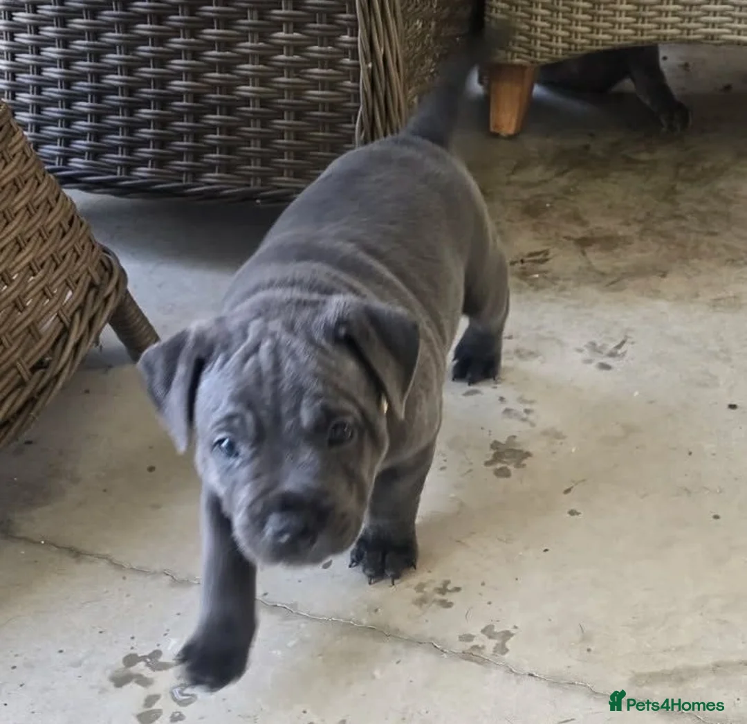 Staffordshire Bull Terrier dogs for sale: Handled and raised at home staffys - Advert 1