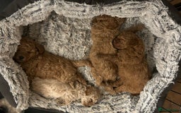 Toy Poodle dogs for sale: Toy poodle puppies ready now. Aberdeenshire - Image 14