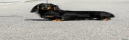 Miniature Dachshund dogs for sale: Only one beautiful dappled female left  - Advert 18