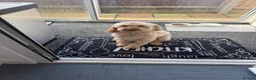 Cockapoo dogs for sale: Cream Cockapoo girls  in Grays - Advert 4