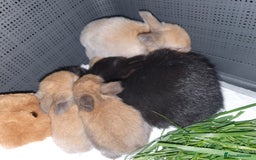 Lionhead rabbits for sale: Baby bunny's mixed lionhead /northern dwaf - Image 19