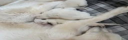White Swiss Shepherd dogs for sale: Beautiful German Shepherd puppies kc reg - Advert 2